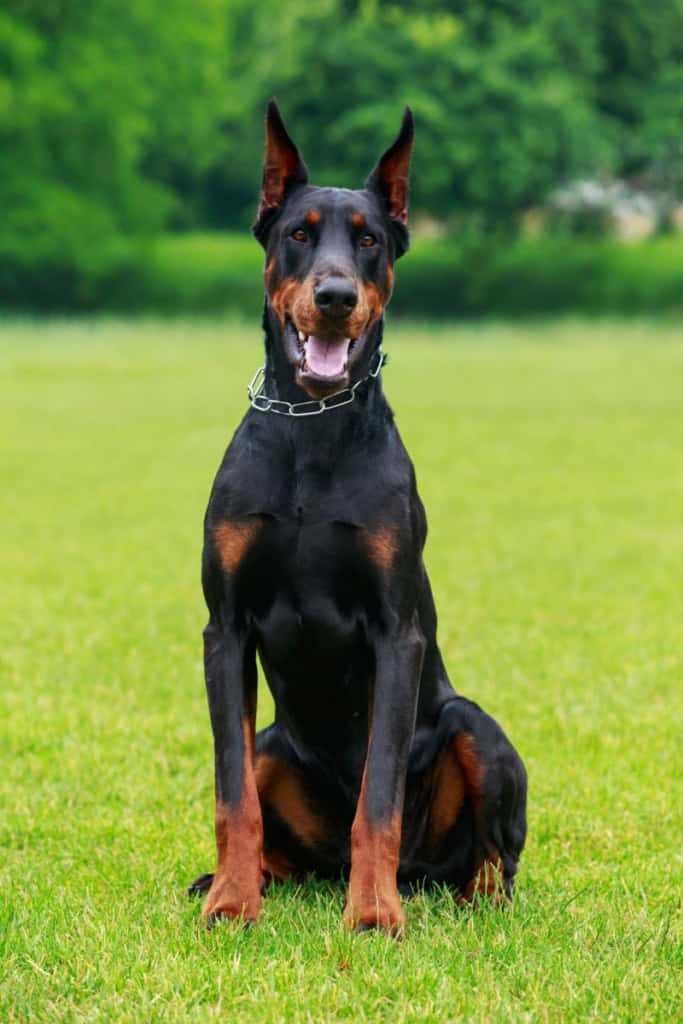 Guard Dogs - Doberman