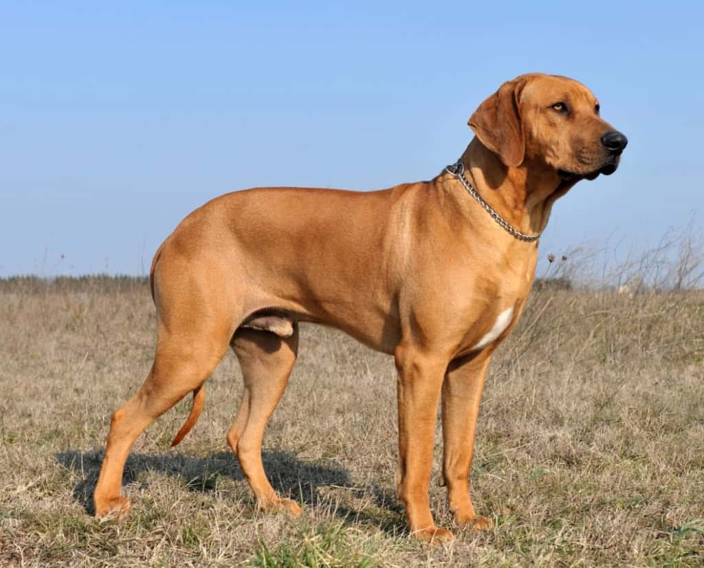 Guard Dogs - Ridgeback