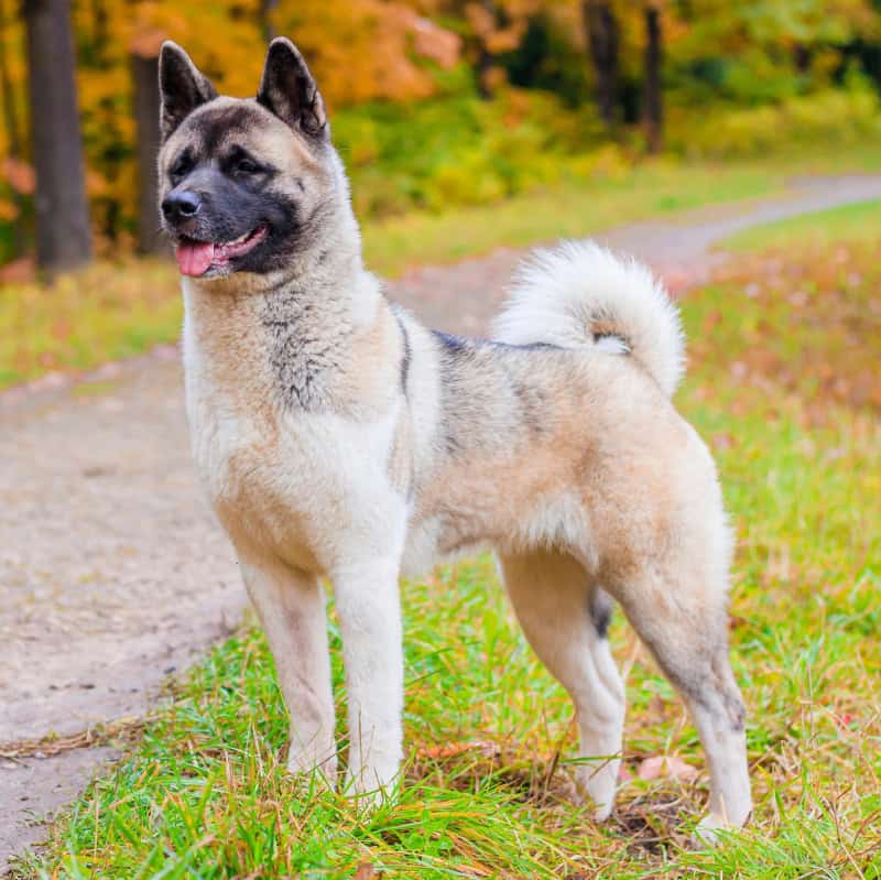 Guard Dogs - Akita