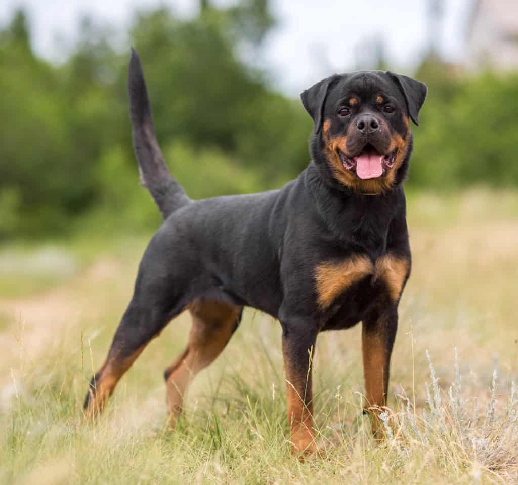 Security Guard Dogs London - Rottweiler