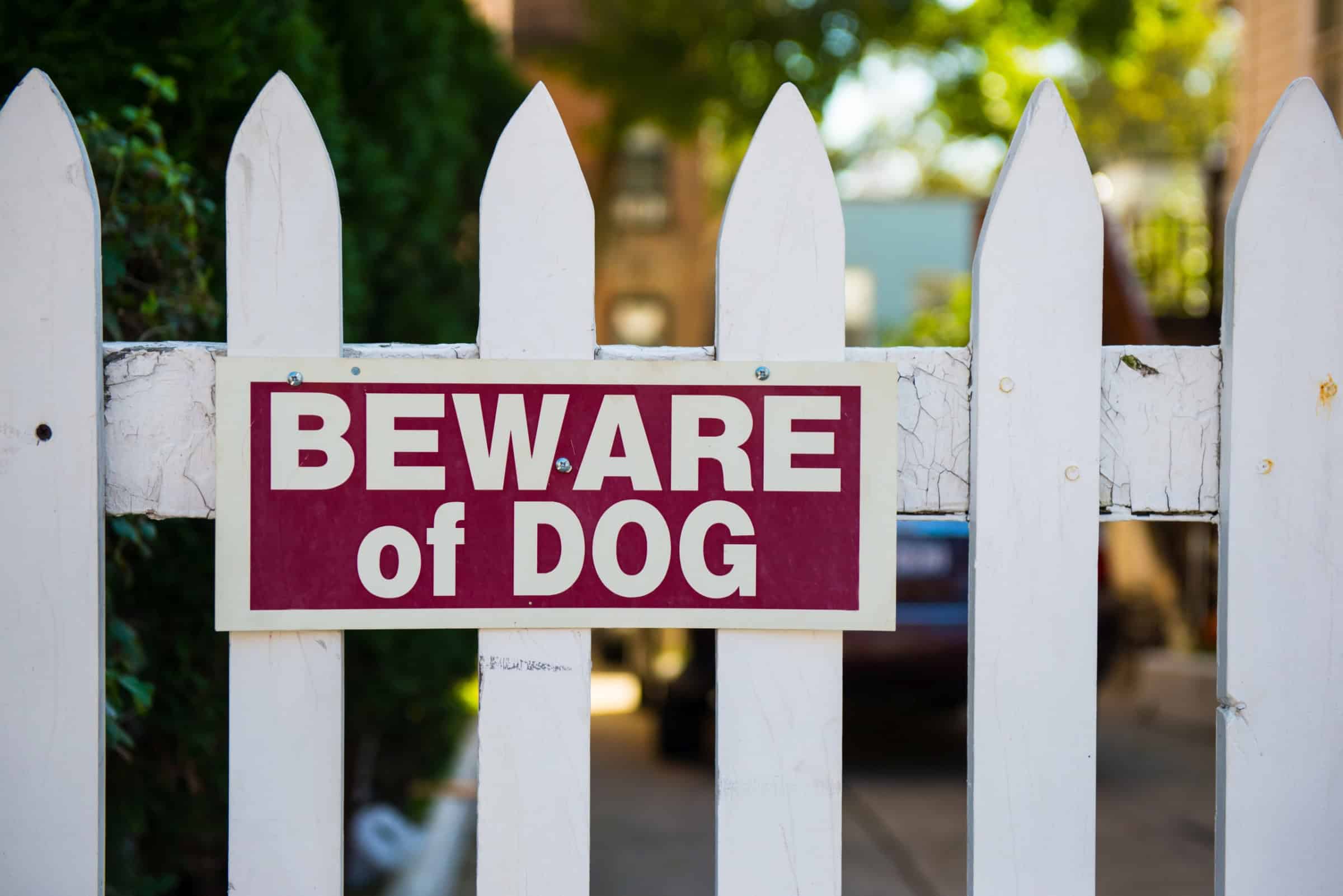 Top 5 Best Security Guard Dog Breeds